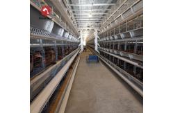 China Automatic H Type Chicken Egg Layer Cage 20000 Birds Poultry Farming Equipment supplier