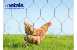 China ODM Poultry Galvanized Hex Netting Wire For Chicken Mesh 1/2 supplier