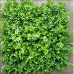 Artificial Wall Grass Enhancing Aesthetic Appeal For Offices Homes Places Like Cafe And Resturants for sale
