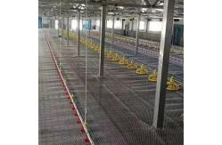 China 66kg Galvanized Chicken Feeder supplier