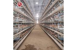 China 108 chickens High Brood Survival Rate Broiler Cage System For Little Chick supplier