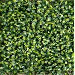Beautify Outdoor Space Plastic Grass Wall Garden Walls Sheds Building Facades for sale