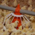 Portable Galvanized 450kg Chain Feeder System Poultry for sale