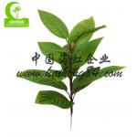 Factory Handmade Hot Selling Popular Artificial Zebra Plant With Pot