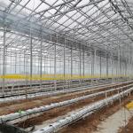Agriculture Multi Span Automatic Venlo Glass Greenhouse For Vegetables Growing for sale