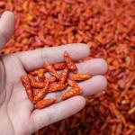 Length 4-14 Cm Chinese Dried Chili Peppers And Crispy Texture for sale