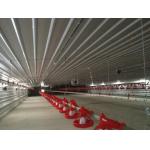 Automatic Steel Structure Peb Customized Poultry Chicken Farming Shed for sale