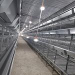 H440mm Manure Cleaning Q235 Steel Baby Chick Cage 17birds For Poultry for sale