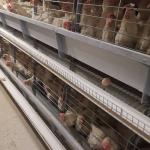Automatic Chicken Battery Layer Cage Poultry Farming H Shaped Small Stacked for sale