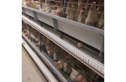 China Chicken Animals Battery Cages Layer System With Auto Feeder Drinker And Cleaner supplier
