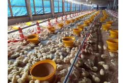 China Broiler Chicken Shed Automatic Pan Feeding System supplier