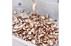 China Professional cutting mushroom slice mushroom cutting processing equipment mushroom slicer supplier