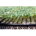 Thermoforming 128Cells Plastic Germination Trays Plastic Seed Starter for sale