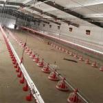 22ton 220V Auger Automatic Pan Feeding System Shed for sale
