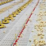 1.5kW 200L Poultry Automatic Pan Feeding System for sale
