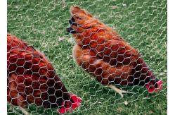 China 20 Gauge Galvanized Poultry Netting 1 inch Hexagonal Chicken Wire 4ft X 50ft supplier