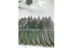 China Fresh Pollution Free 35cm Chinese Bamboo Leaves supplier