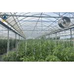 Multi Span Greenhouse For Growing Tomatoes And Vegetables With Film Covering for sale