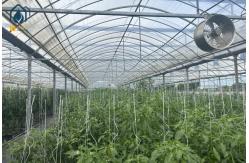 China Multi Span Greenhouse For Growing Tomatoes And Vegetables With Film Covering supplier