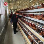 Hot Dipped Galvanized 128 birds Chicken Egg Layer Cages A Type for sale