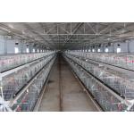 200 Chickens Automatic Layer Chicken Cage Poultry Farming Chicken Hen Cage for sale