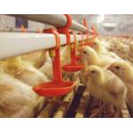 Automatic Nipple Drinker Poultry Drinking Line 0.2MPa-0.6MPa