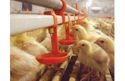 China Automatic Nipple Drinker Poultry Drinking Line 0.2MPa-0.6MPa supplier