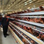 Automatic Egg Laying Chicken Cages Hot Galvanized With Battery Cage Farming Equipment And Egg Collection Disinfection for sale