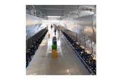 China Automatic Parallel Cow  Herringbone Milking Parlor Quick Release supplier