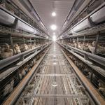 Kenya H Type 3 / 4 Layers Chicken Layer Cages Poultry Farm  Breeding System for sale