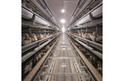 China Poultry Farming Automatic Layer Chicken Cage With Feeder And Drinker System supplier