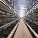 Poultry Cage Chicken Layer Chickens Cage For Farm Layer Chickens Battery Cages Poultry Chicken Layer for sale