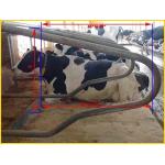Customized Size Free Stall Barn