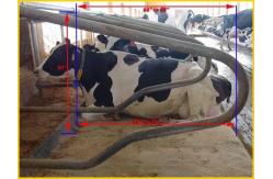 China Customized Size Free Stall Barn supplier