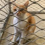 Flexible Knotted 7 X 19 Zoo Wire Mesh Fencing Animal Enclosure