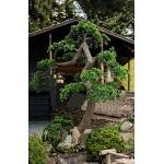 Dorm Room Decorative Artificial Potted Pine Tree 280cm Height for sale
