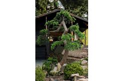 China Dorm Room Decorative Artificial Potted Pine Tree 280cm Height supplier