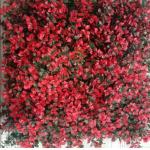 Artificial Wall Grass Natural Looking Low Maintenance Solution For Indoor Outdoor Spaces for sale