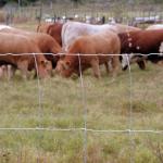 1.8m Agriculture Grassland Field Fixed Knot High Tensile Fence for sale