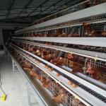 3 Tiers Metal Poultry Cage Automatic Manure Cleaning System for sale