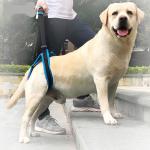 Nylon Pet Leg Support Belt Rear Leg Disability Injury High Aged Dog Stair Auxiliary for sale
