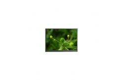 China F065A11-6T1 6.5 inch 720*1560 TFT-LCD Panel Display supplier