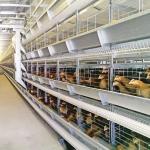 Philippines Galvanized Egg Layer Chicken Cage H Type 68KG ISO9001 for sale