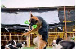 China Best Rubber Chew Toys For Dogs Heavy Aggressive Chewers Tooth Cleaning supplier