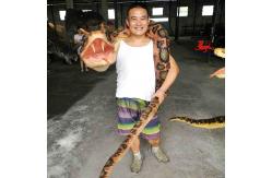 China Manual Control Custom Snake Hand Puppet Waterproof / Weatherproof supplier