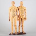 Meridian Chart Included Acupuncture Body Model Approximately 5kg Versatile For Different Techniques