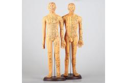 China Meridian Chart Included Acupuncture Body Model Approximately 5kg Versatile For Different Techniques supplier
