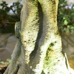 Fiber Glass Trunk Artificial Landscape Trees Anti Fading For Patio