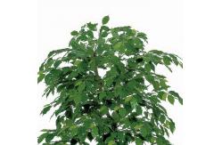 China 160cm Artificial Potted Floor Plants Handmade Realsitic Natural Auspicious Jasmine Tree supplier