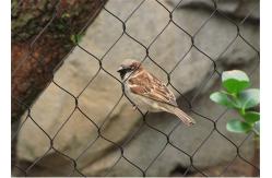 China Flexible Inox Aviary Wire Netting , AISI316 Woven Cage And Aviary Wire Mesh supplier